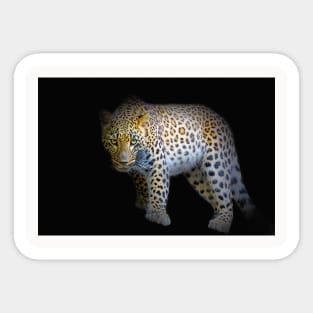 Panther Animal Wild Life Jungle Nature Discovery Travel Africa Digital Painting Sticker